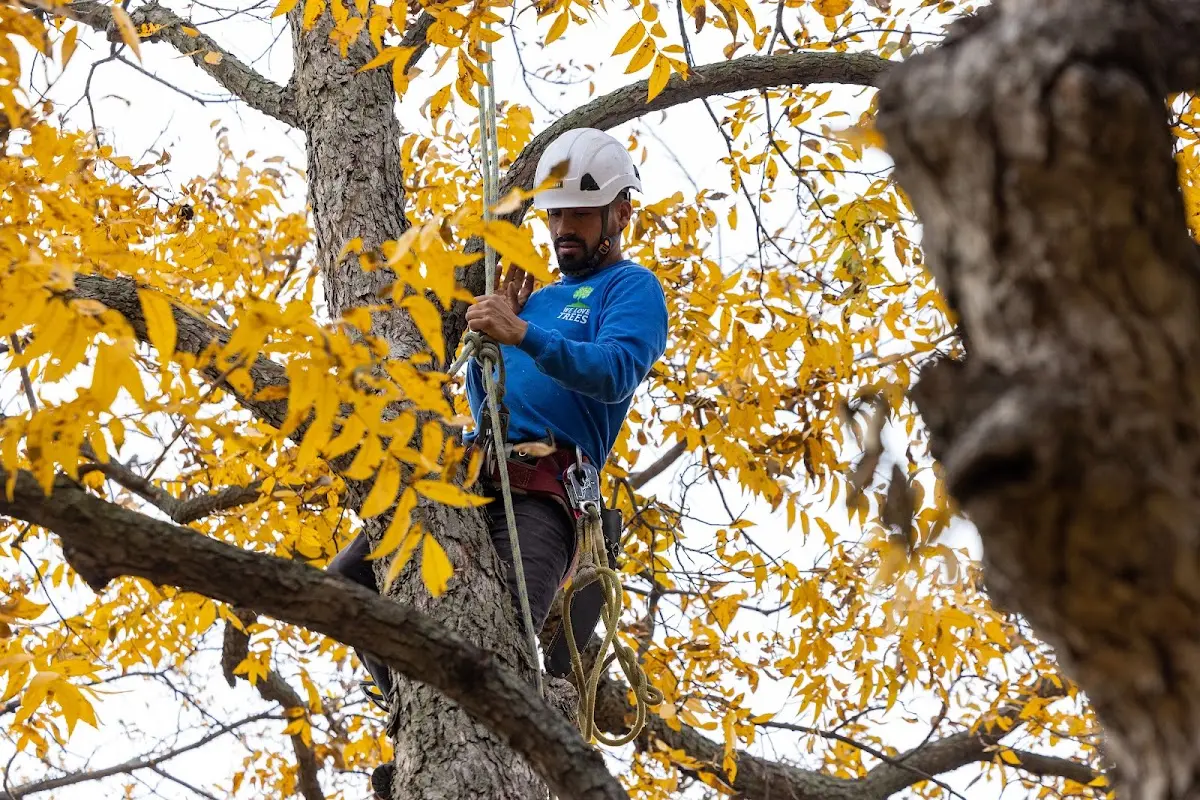 Skilled Tree Planting crew working in Paynesville